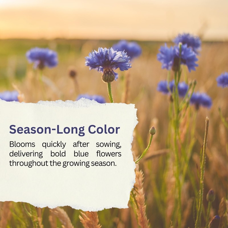 Seeds Bachelor Button – Blue Cornflower – 5,500+ – gallery