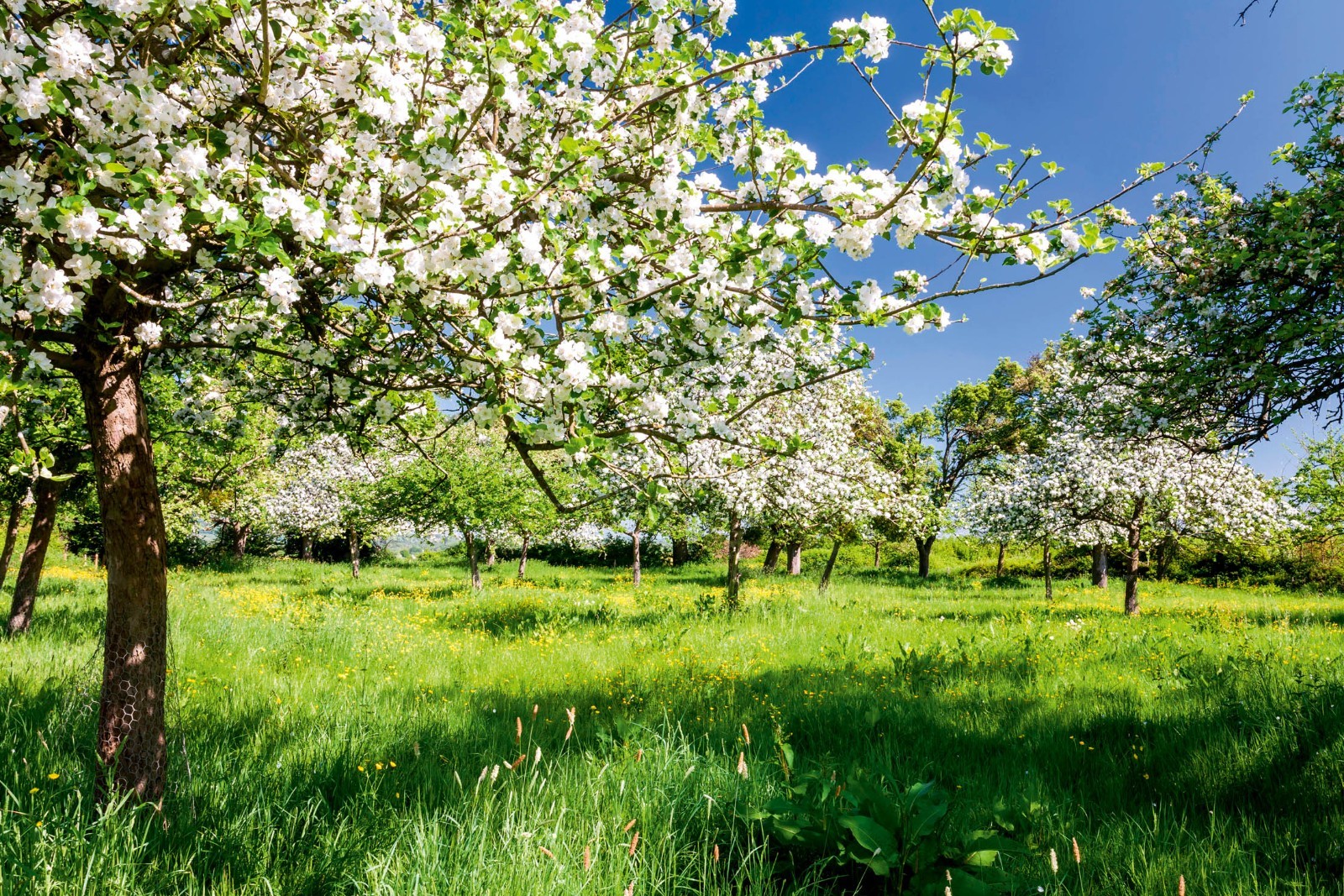 10 Wolf River Apple Seeds. Stratified. Germinate to grow your own trees. gallery