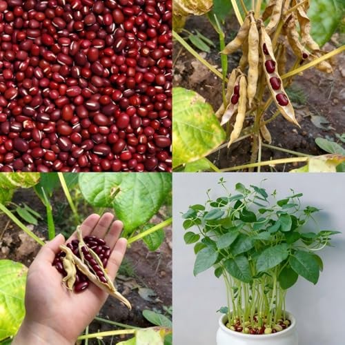 CarpetC 200+ Red Bean Seeds for Planting, Phaseolus vulgaris Heirloom Pole gallery
