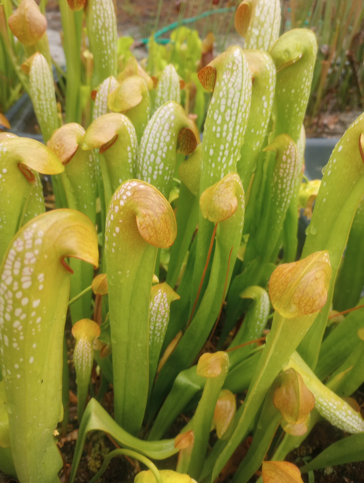 CARNIVOROUS PITCHER PLANT: Sarracenia minor gallery