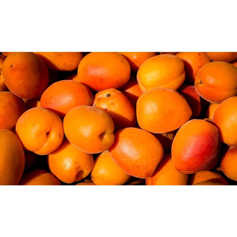 Dwarf Goldcot Apricot Tree Bare Root gallery