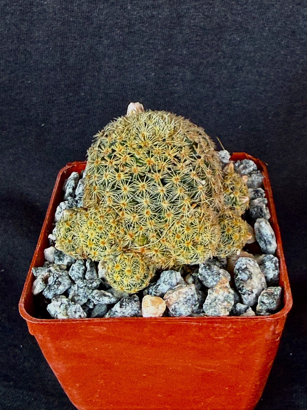 Mammillaria giselae, cactus plant gallery