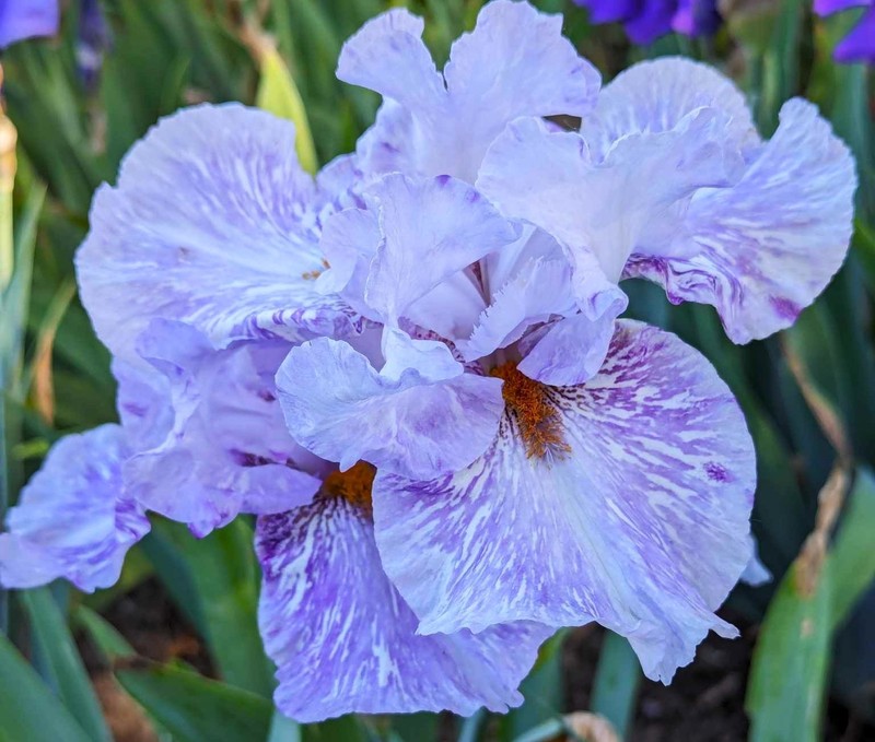 'Gnu' Tall Bearded Iris Rhizome PRE-SALE to Ship Aug/Sept gallery