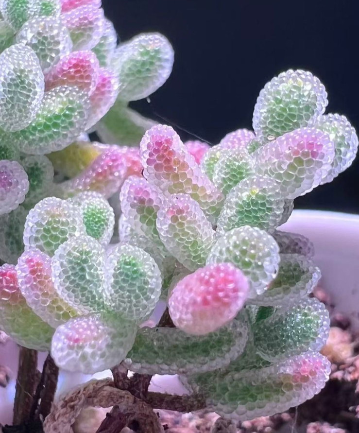 50 Lithops Seeds – Living Stone Succulent – Rare Colorful Varieties gallery