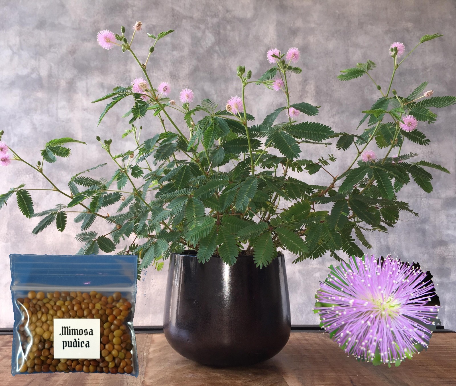Sensitive Plant Seeds ~Mimosa pudica~ Leaves that move & respond to touch! Shy gallery