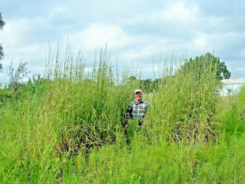 501+BIG BLUESTEM Seeds Native Tall Grass Prairie Ornamental Drought Heat Cold gallery