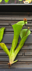 Heliamphora macdonaldae