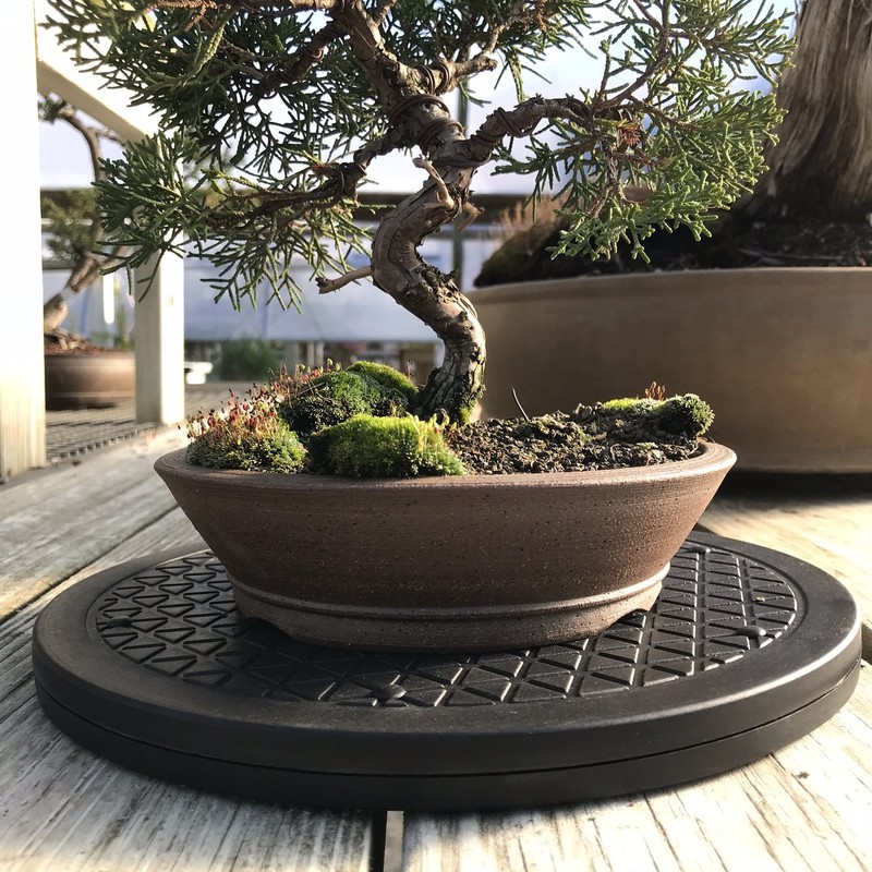 Mighty Mini Bonsai Tree Turntable Stainless Steel 200-Pound Capacity gallery
