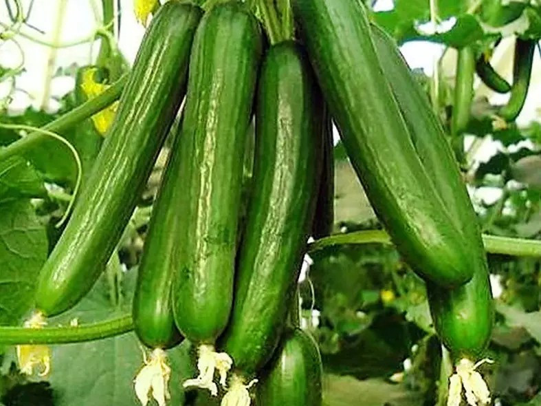 200+ Beit Alpha Cucumber Seeds - Persian / Lebanese - Heirloom - Organic - FRESH gallery