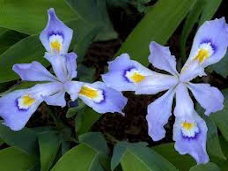 10 Dwarf Crested Iris Bare Root Iris Cristata Wildflower gallery