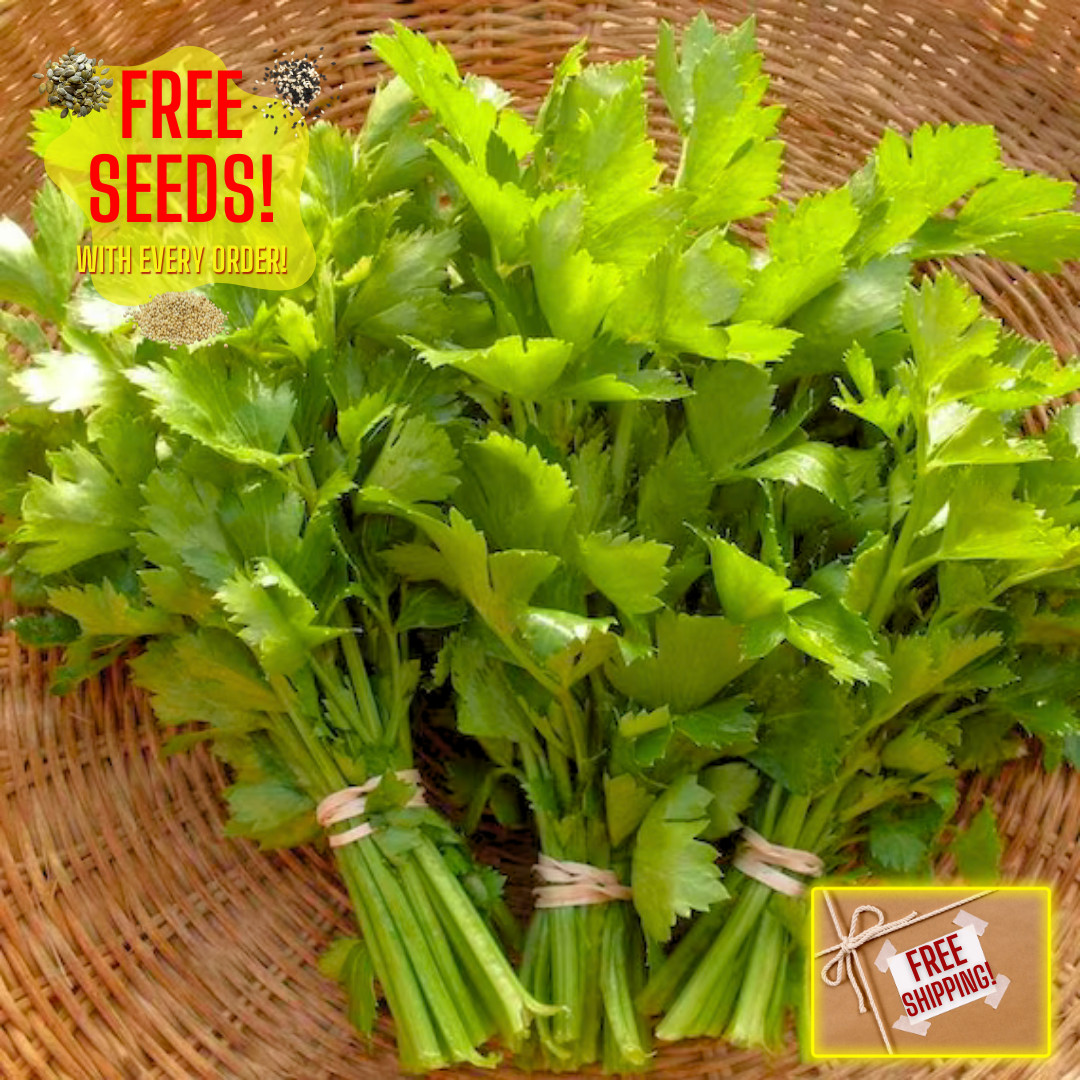 Fresh Chinese Celery Seeds | Nan Ling | Kintsai | Heirloom Non-GMO | Herb Seeds gallery