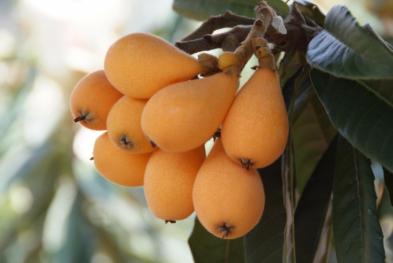 Loquat (Big Jim) Tropical Fruit Tree gallery