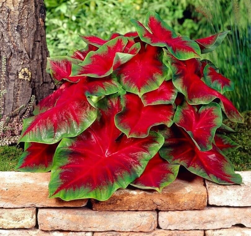 Florida Cardinal Caladium Bulbs for Planting - Perennial Hosta (6 Bulbs gallery