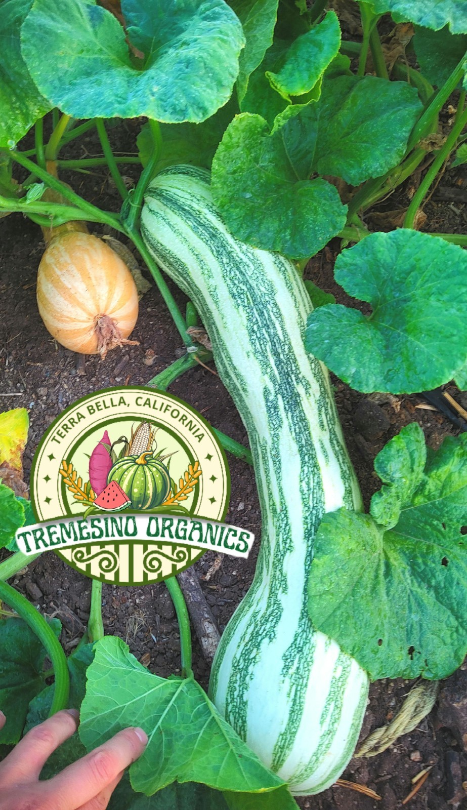 Organic Mexican Long Striped Squash 20 Seeds- Calabaza Mexicana, 20 Semillas gallery