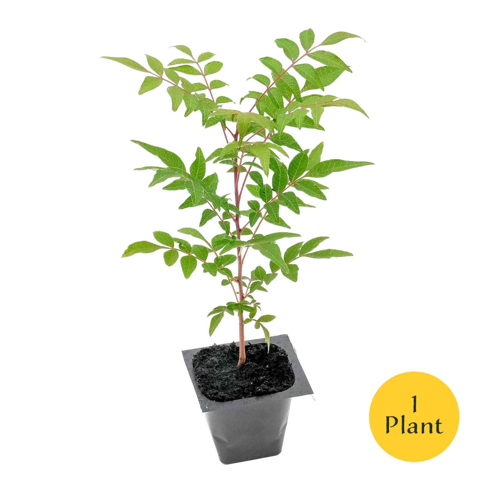 Chinese Pistache Tree Sapling (Pistacia Chinensis) in 2.5" Nursery Cubes gallery