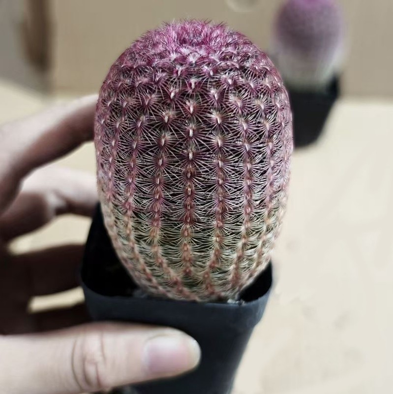 Rare Red Sun Cactus (Echinocereus rigidissimus) | Colorful Succulent Plant gallery