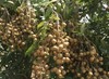 1 Longan Dimocarpus Tree With Pot 12” Dragon Eye Tropical Live Tree gallery