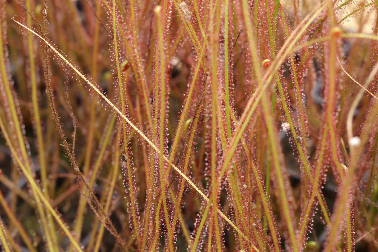 Drosera Filiformis var Floridana RED - Bare Root gallery