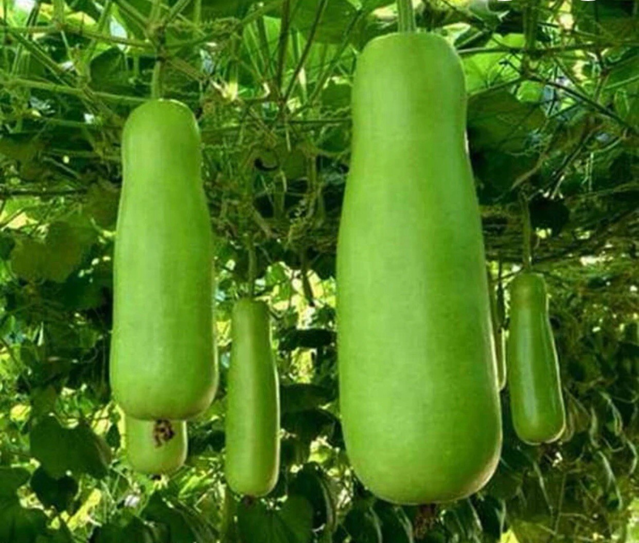 10+Bottle Gourd -Upo-Calabash-HEIRLOOM Seeds Buy2get1free(add 2 In Cart) gallery
