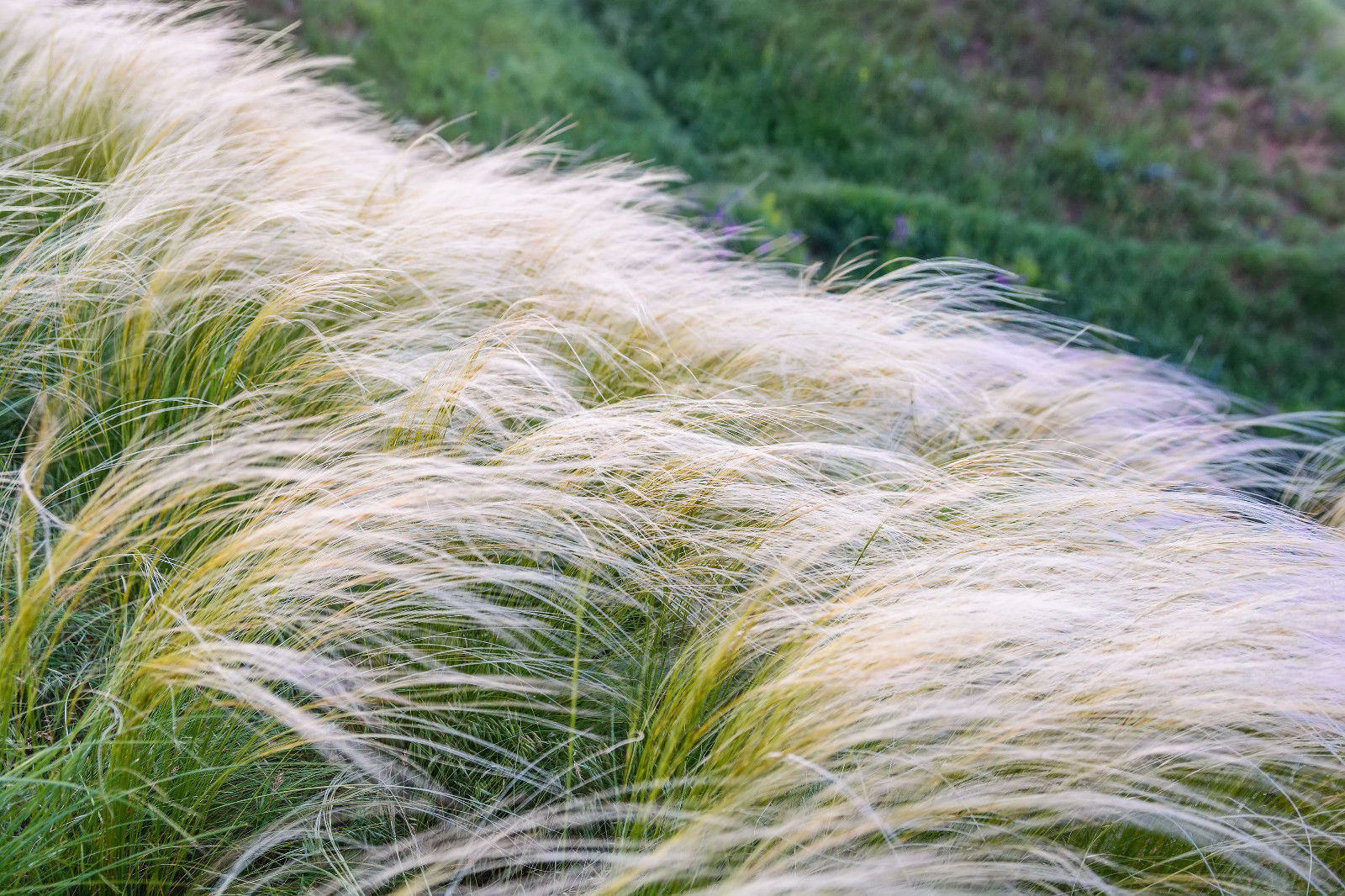 MEXICAN FEATHER GRASS 153 SEEDS STIPA TENUISSMA, HARDY, ORNAMENTAL GRASS USA SEL gallery