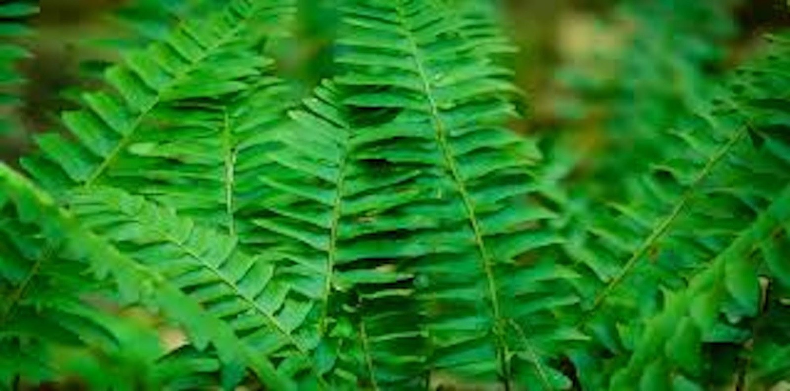 10 Christmas Fern Roots Polystichum Acrostichoides Bare Root gallery