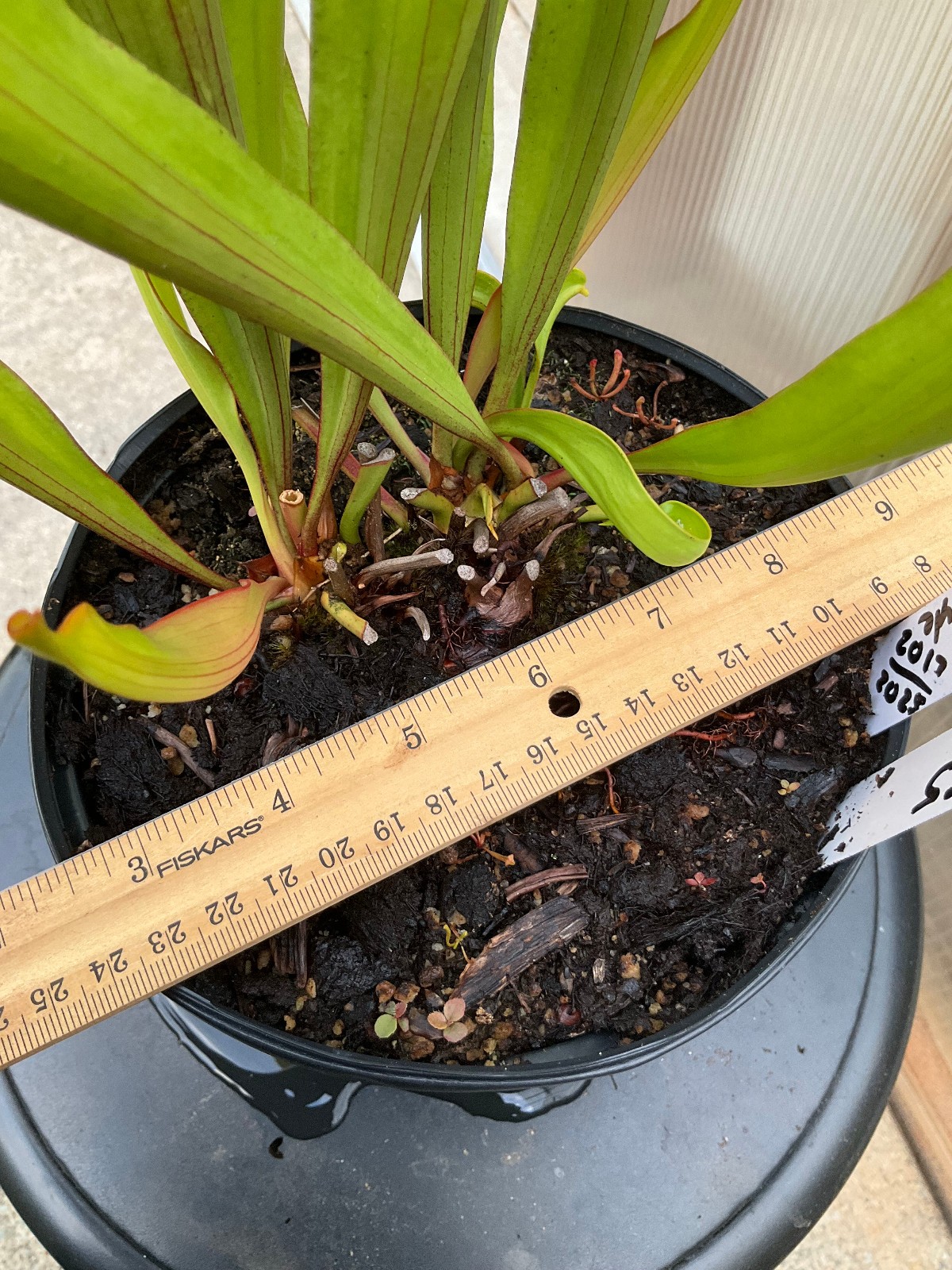 Sarracenia x Catesbaei Rugelii Style Gallon Exact Plant, 2 GP, Big Lid Pitchers gallery