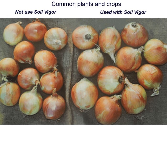Soil Vigor Potassium Polymer – Superabsorbent Soil Conditioner, Retains Moisture gallery