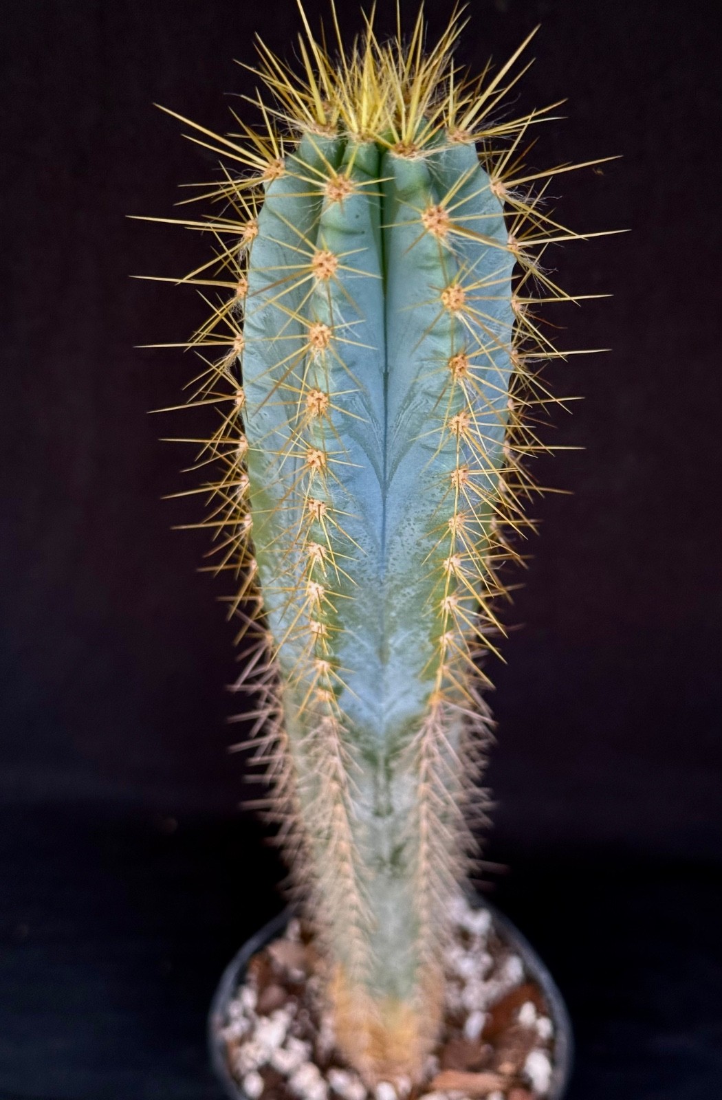 Pilosocereus azureus, cactus plant gallery