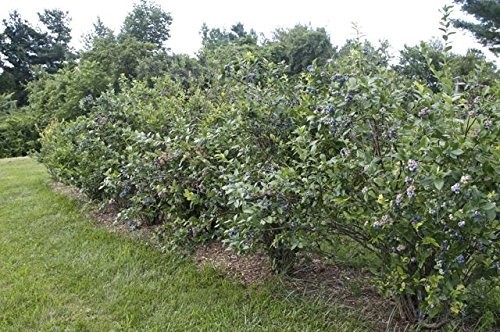 ( 1 ) - Premier Rabbiteye Blueberry - Starter Plant ( 4m ) ( 1 live plant ) gallery