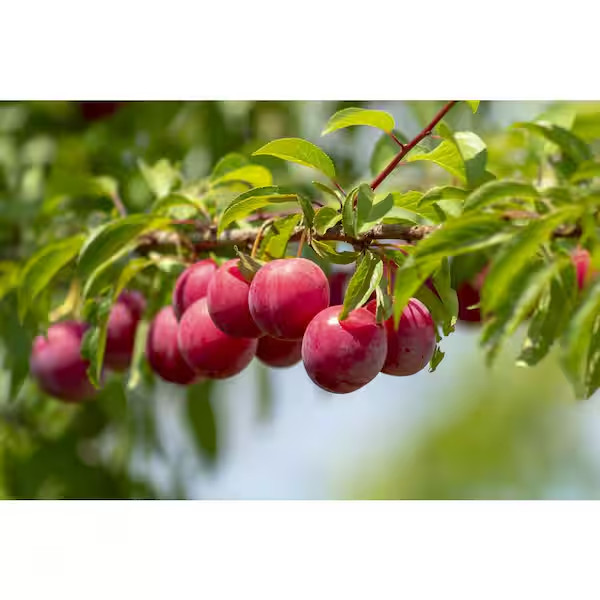 Online Orchards Dwarf Santa Rosa Plum Tree Bare Root Fruit Tree FTPL003 gallery