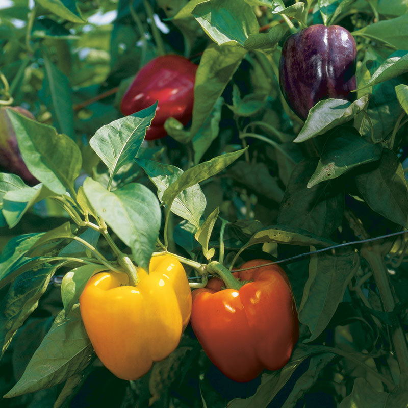 Rainbow Bell Pepper Seeds, Capsicum anuum, NON-GMO, Variety Sizes, FREE SHIPPING gallery