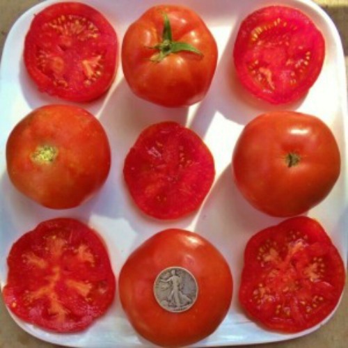 Rutgers - So Delicious! +25 Fresh Seeds - Buy any 3 or more items, 10% off order gallery