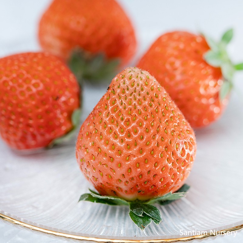 Peach Strawberry "Momo Ichigo" plants, 6 plants, potted 桃薫（とうくん） gallery