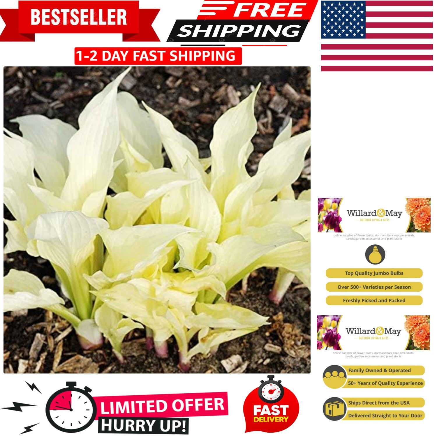 Beautiful White Feather Hosta Flower Bulb - Attracts Butterflies & Hummingbirds gallery