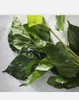 Dried Mulberry Leaf Tea - 20 Grams - 20 Servings gallery