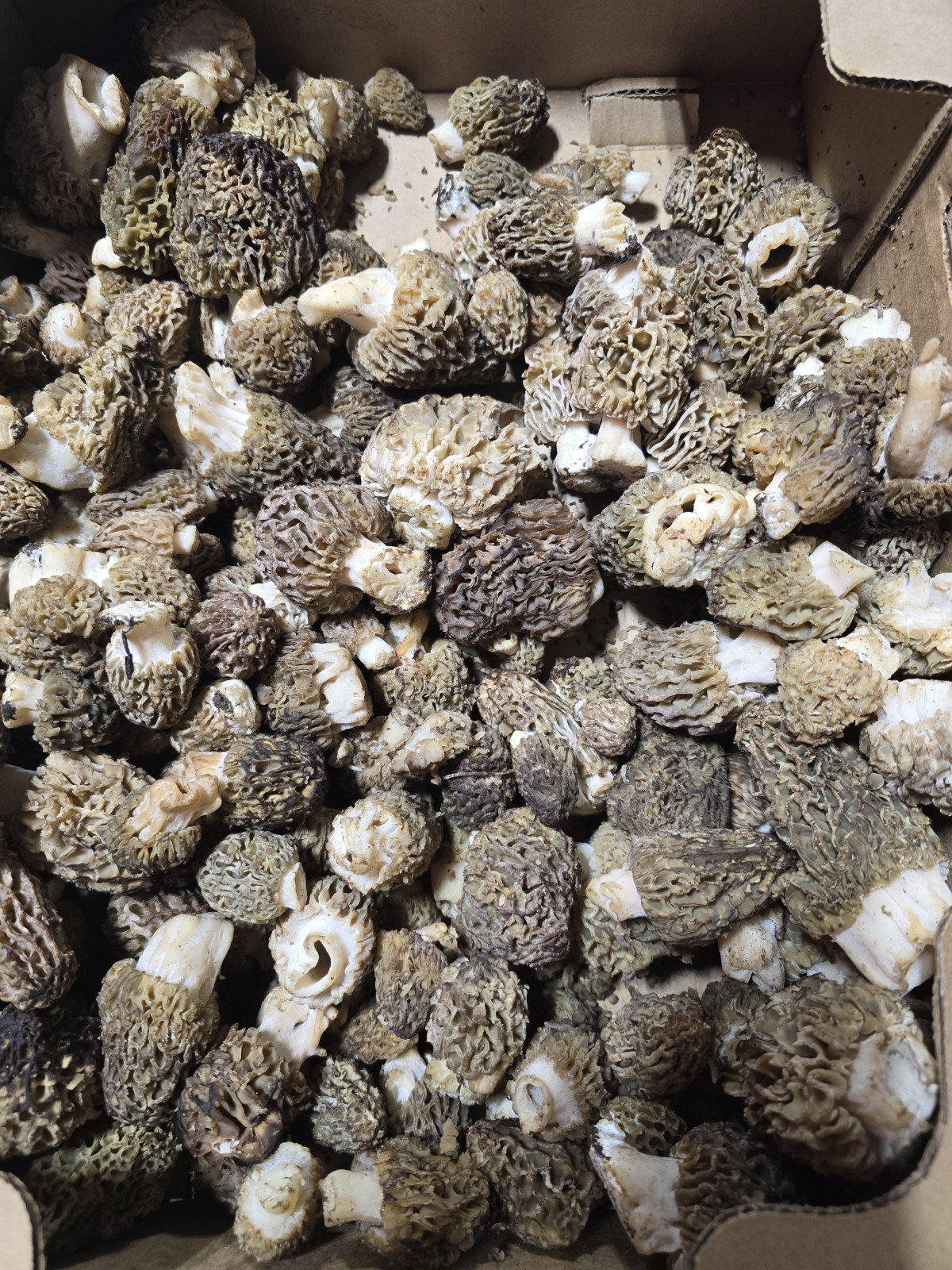 Fresh Morel Mushrooms- Various Colors/PER POUND gallery