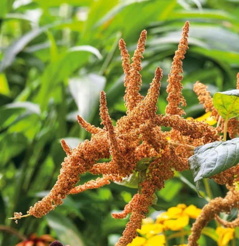 400+ Hot Biscuits Seeds **Fresh Seeds** ~~Free Shipping~~ gallery