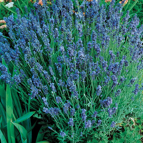 Lady Lavender Seeds | 1994 AAS Winner | Heirloom / Non-GMO | Free Shipping 1138 gallery