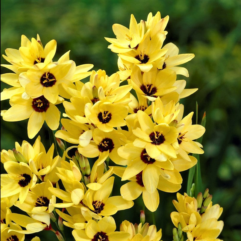 Ixia Magic Wand Mix 80 Bulbs, Spring to Summer Flowering Colorful Blooms in Sun gallery