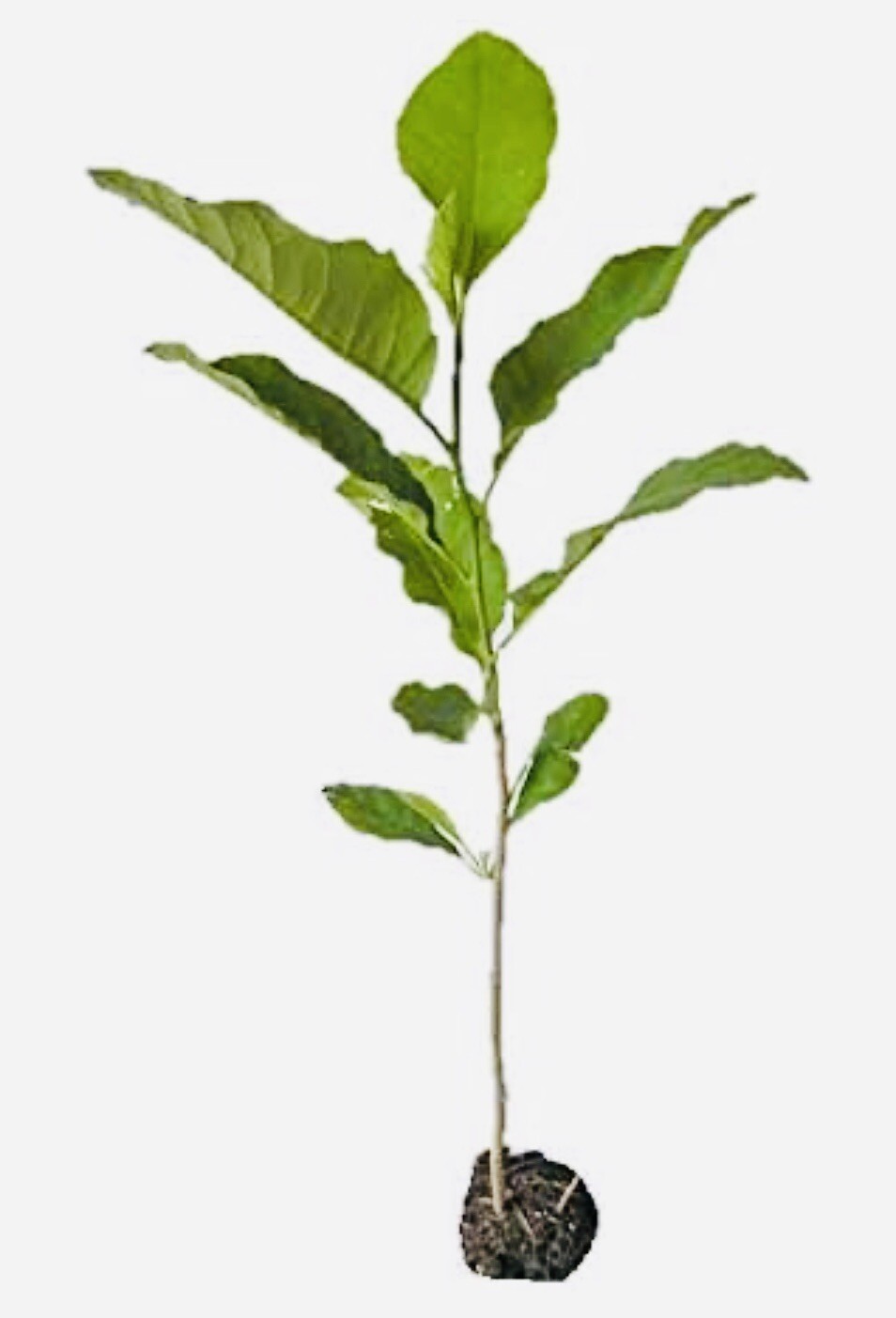 1 PACK 4” POT ANN STAR MAGNOLIA TREE GREENHOUSE BEST GIFT LIVE PLANT GUARANTEED gallery