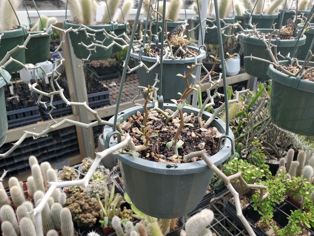 Decarya madagascariensis - Zig Zag Plant - Madagascar - 1 Rooted Branching gallery