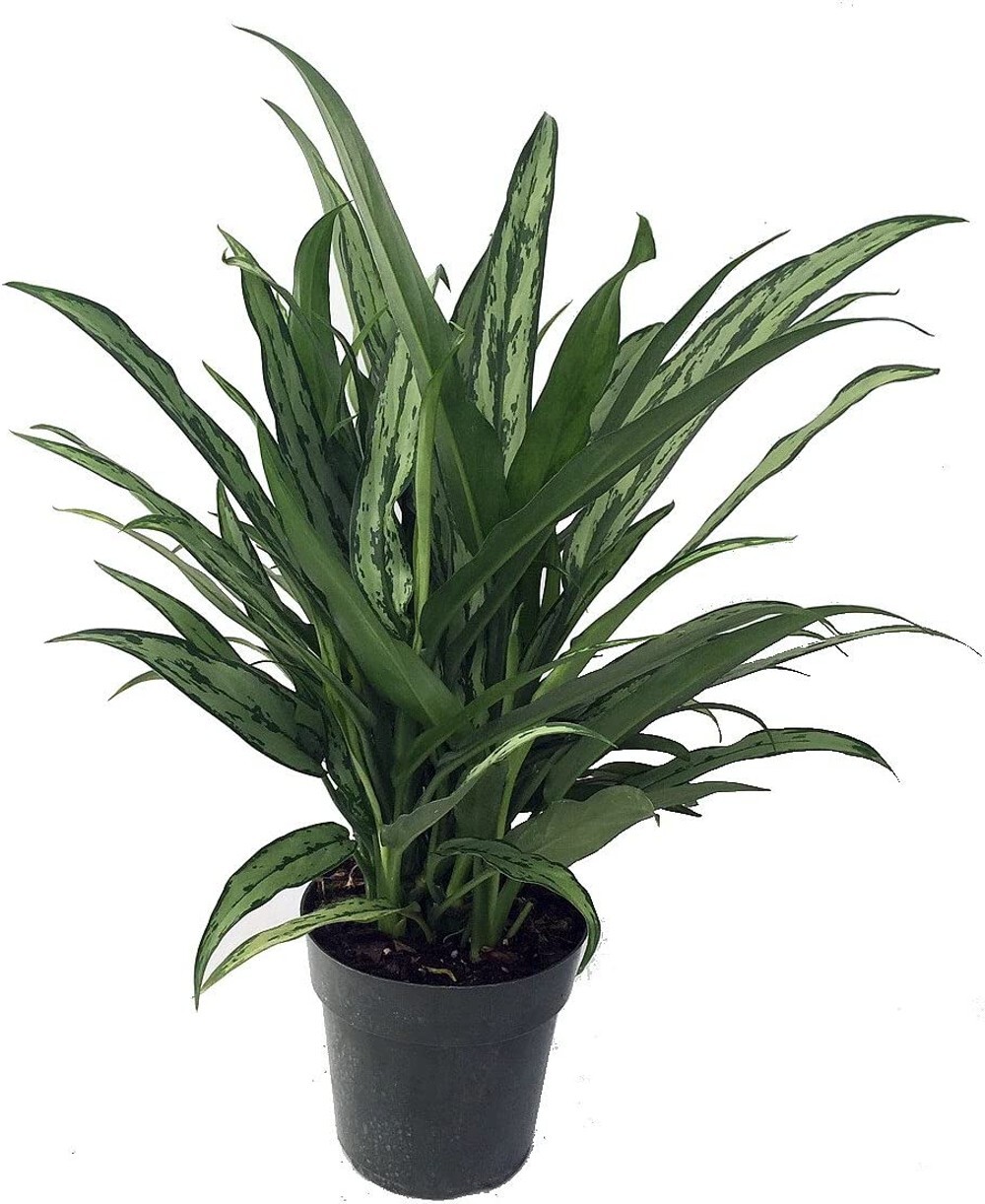 Aglaonemas Evergreens Cutlass Very Pretty Easy To Grow Indoors Live Plant 6" Pot gallery