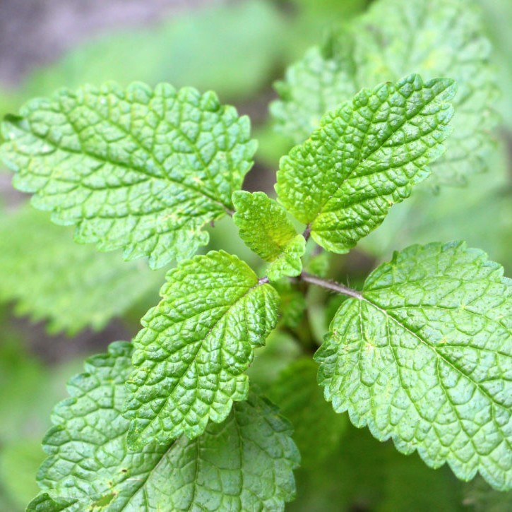Lemon Balm .443gr Approx 1250 Seeds ORGANIC Non GMO Free Shipping! gallery