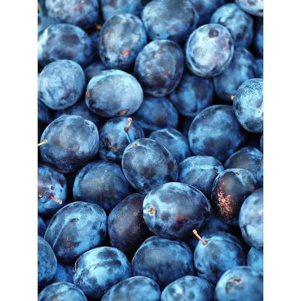 Dwarf Italian Plum Tree Bare Root gallery