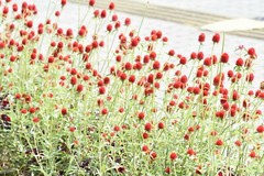 Strawberry Fields {Gomphrena haageana}Globe Amaranth 20+seeds Free US Shipping!