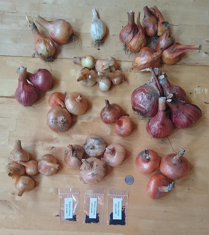 Potato Onion seeds ~ Open Pollinated Heirloom Multiplier Onions gallery