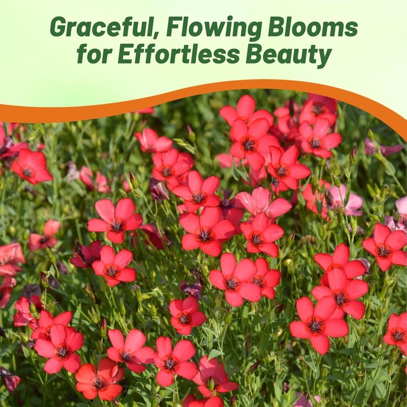 5000 Seeds Drought Tolerant Linum Rubrum Scarlet Flax Wildflower Seed gallery