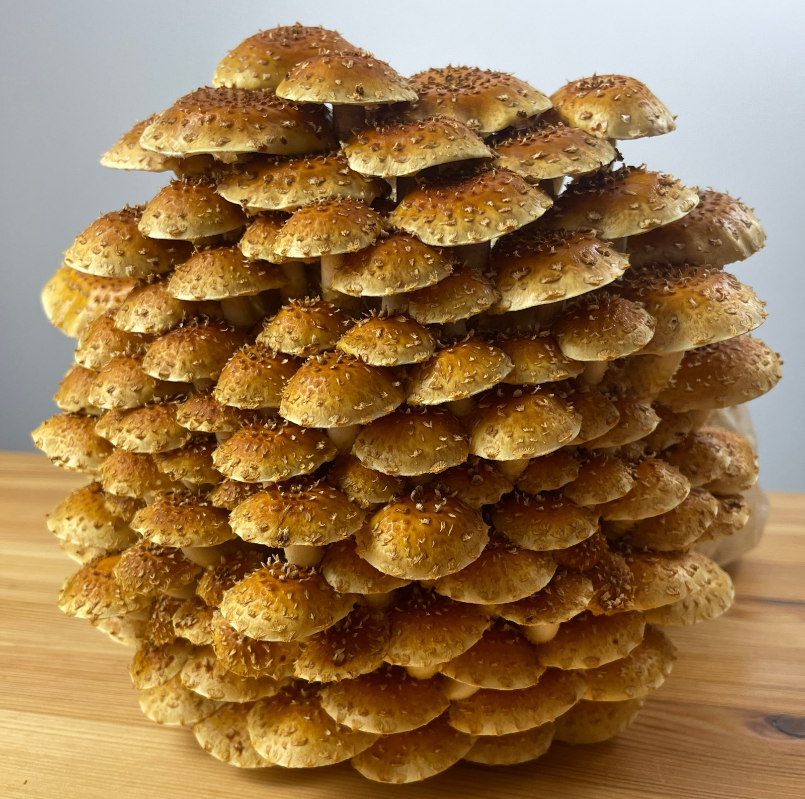 Chestnut Mushroom Grow Kit, 5 pound Master's Mix block, Ready to fruit! gallery