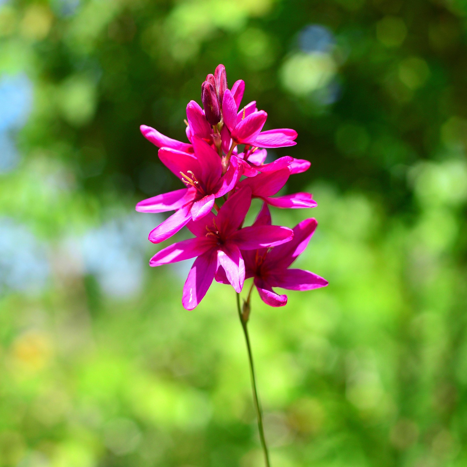 Ixia Magic Wand Mix 80 Bulbs, Spring to Summer Flowering Colorful Blooms in Sun gallery