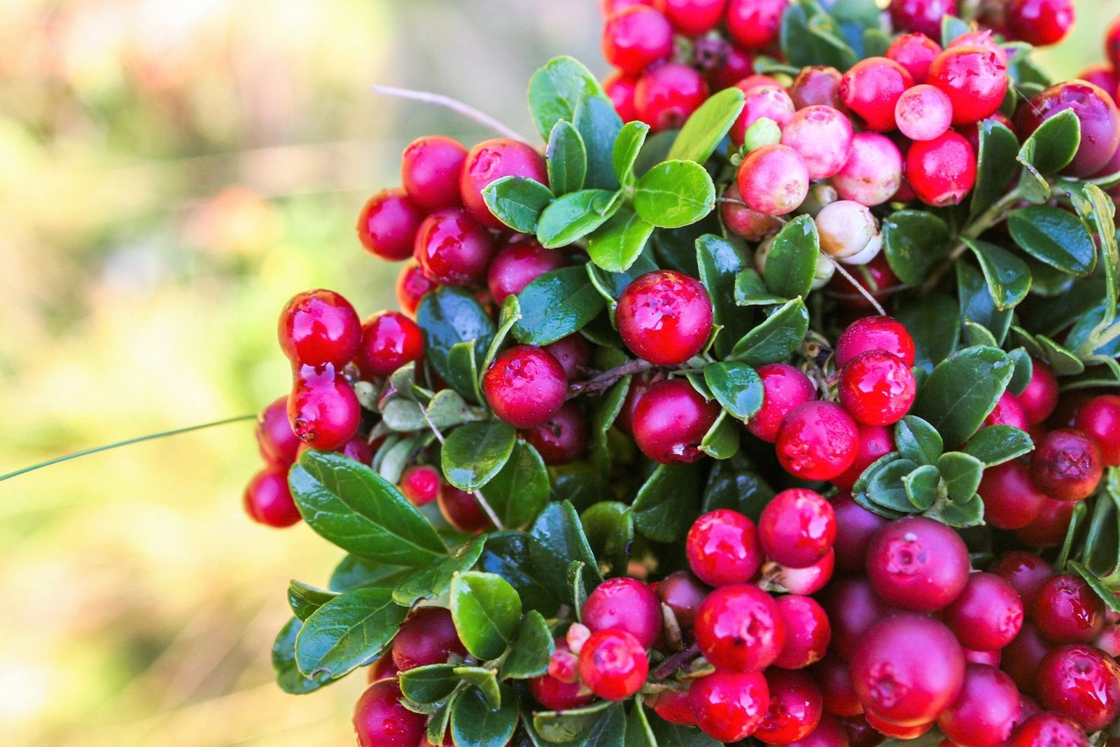 50 LINGONBERRY Mountain Cranberry Vaccinium Vitis-Idea Berry Dwarf Shrub Seeds gallery
